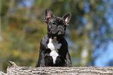 BOULEDOGUE FRANCAIS 564